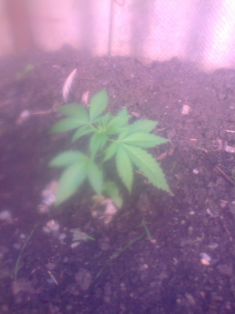 2044658734_.thumb.jpg.337bcb373ccd4253f2e3ff2a6d2e6c6f.jpg