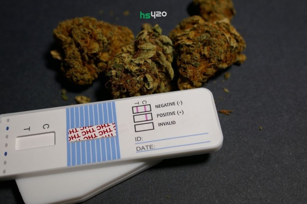 cannabis-drug-testing (1).jpg