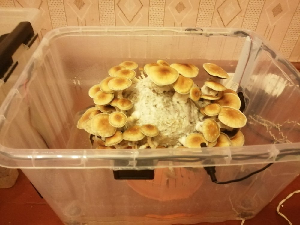 IMG_20210605_222908.jpg