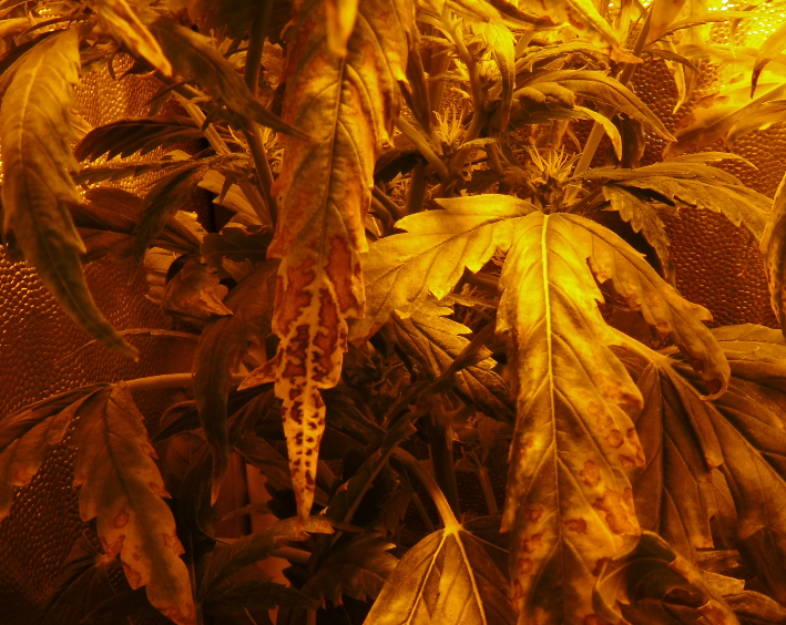 image.thumb.png.25de1202dd99dfbc429c95c07cb0da53.png