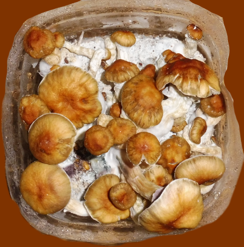 image.thumb.png.d18c083ec2c672f70b93cd99a06ad201.png