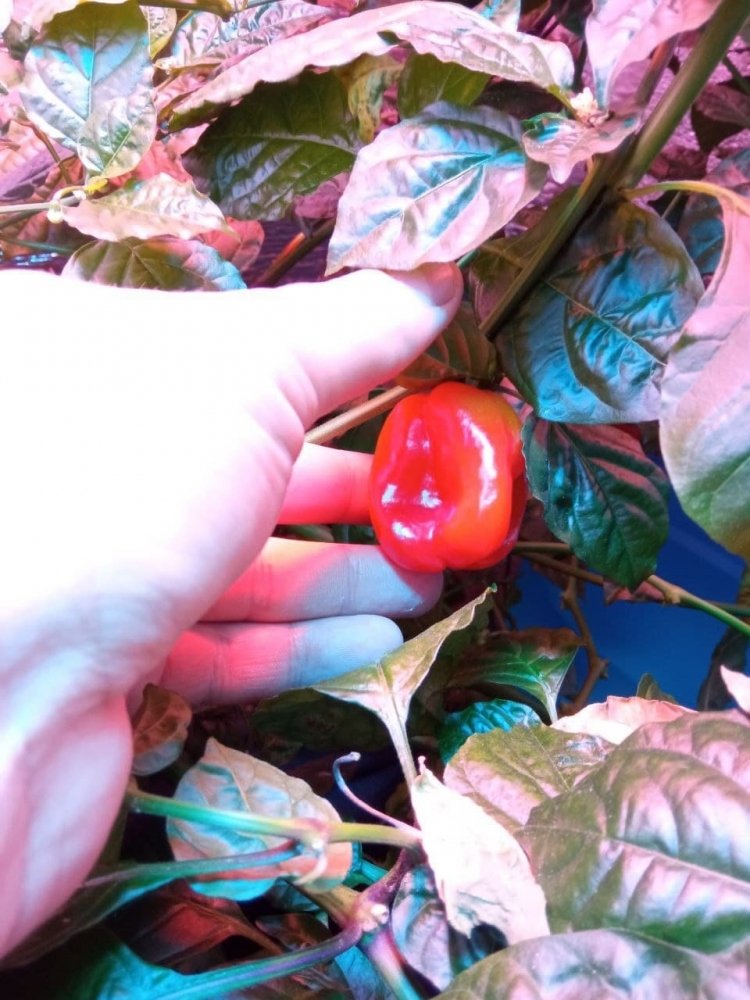 1680447096_pepper1.thumb.jpg.48d661a9110693b7d6a9265464f3e1ad.jpg