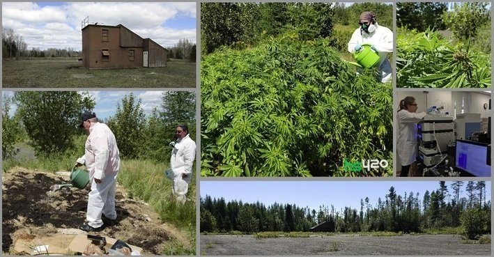 cannabis-testing-phyto (1).jpg