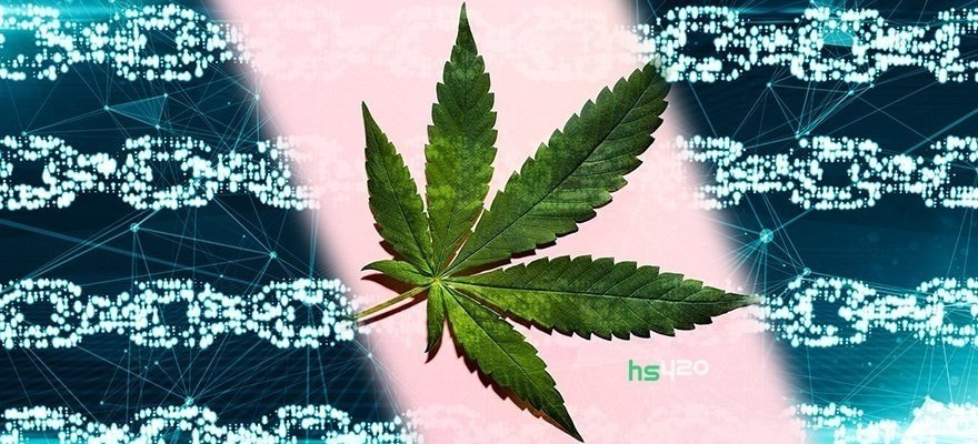 cannabis-blockchain (1).jpg