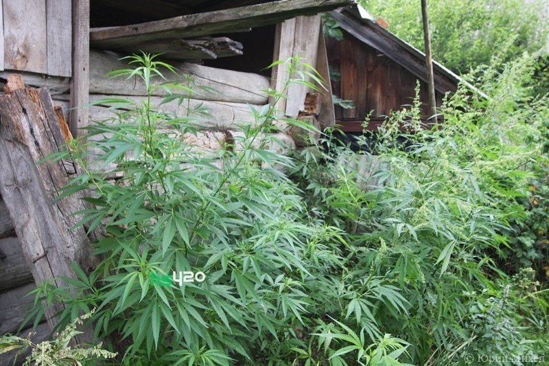 cannabis-chernobyl (1).jpg