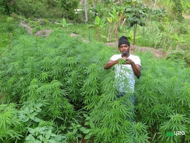 cannabis-uganda-grow (1).jpg