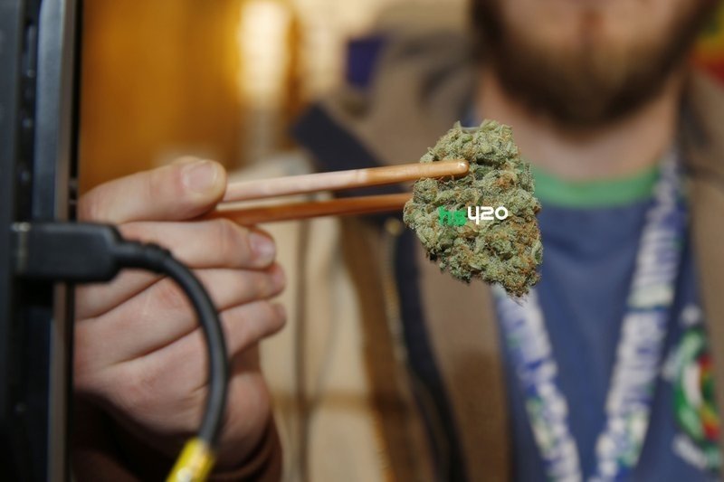 marijuana-potency-increase (1).jpeg