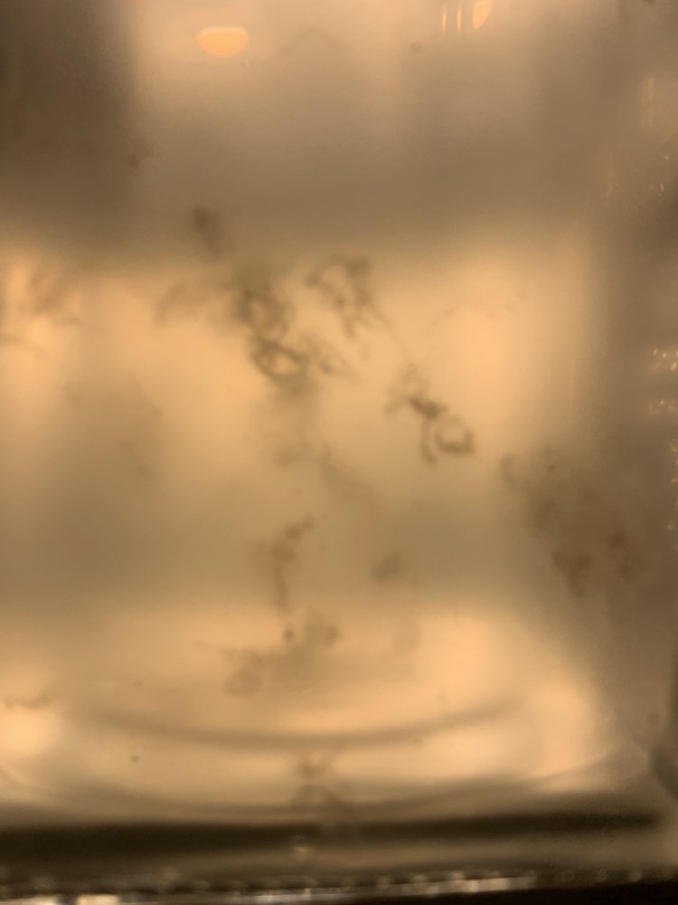 7708623C-55C0-4594-8F74-BAC7443FE2A7.jpeg