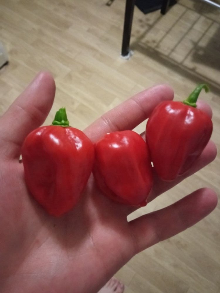 846819059_pepper2.thumb.jpg.bc69272dbe021836c1b9cc86712bd051.jpg