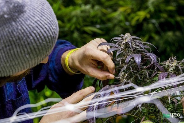 cannabis-teens-motivation (1).jpg