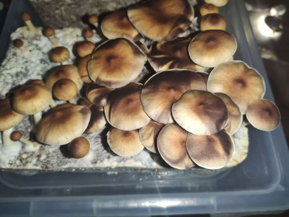 image.thumb.png.95125b071e5c51e4f07aee5120d85d61.png