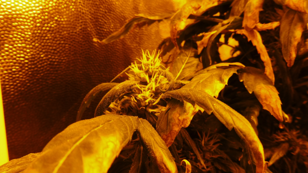 image.thumb.png.b40462ec8e4e165a7c0cfdfc8f198881.png