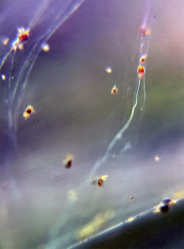 image.thumb.png.c9f9e28f55e027d41762a5a4543ce3a0.png