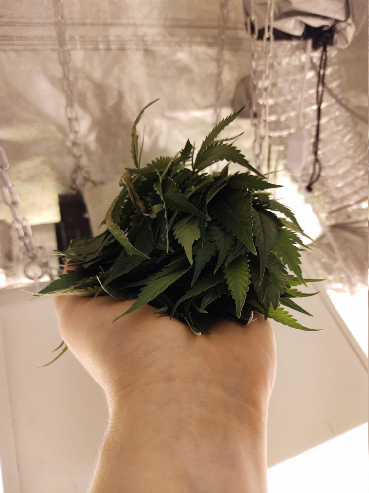 image.thumb.png.d7f3282c31e356d9c66bdc8251cddc82.png