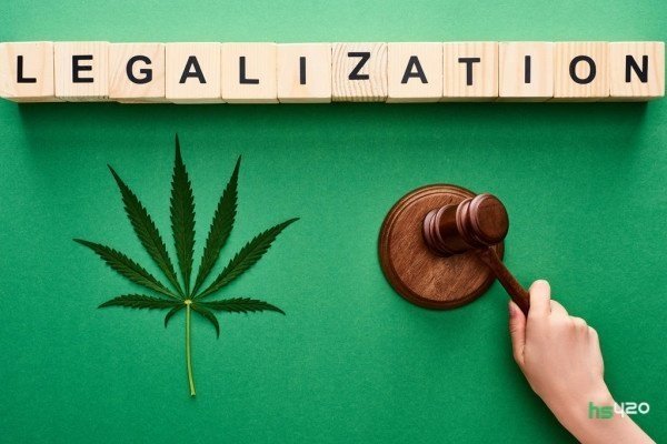 cannabis-legalization-voting (1).jpg