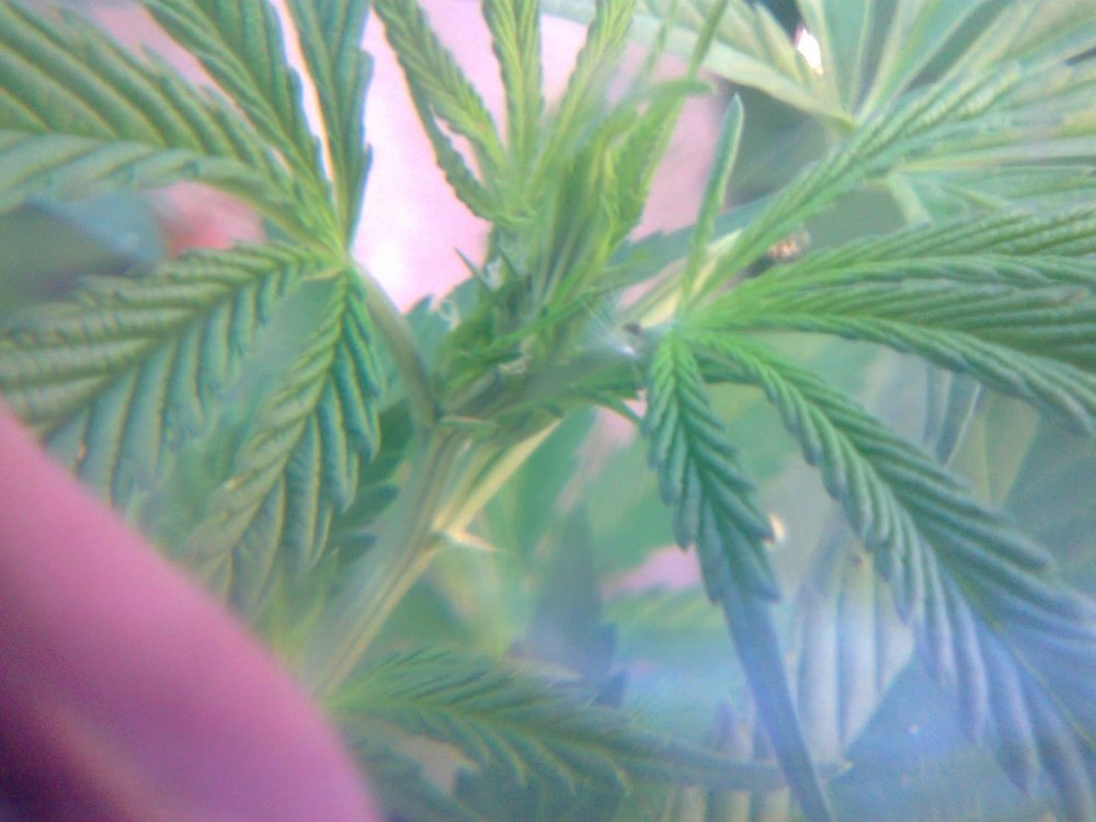 22_08_2021_Kali_3.thumb.jpg.420260ced7a67303be3d98e68d578566.jpg