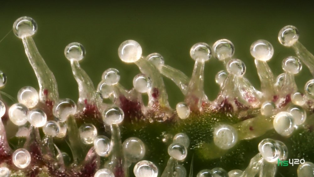 cannabis-trichomes (1).jpg
