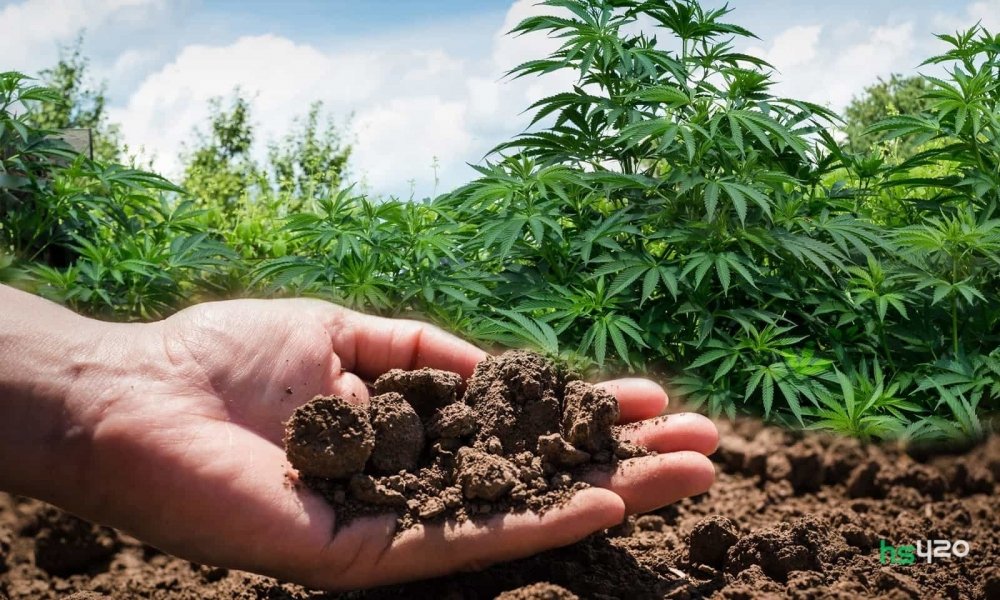 hemp-grow (2).jpg