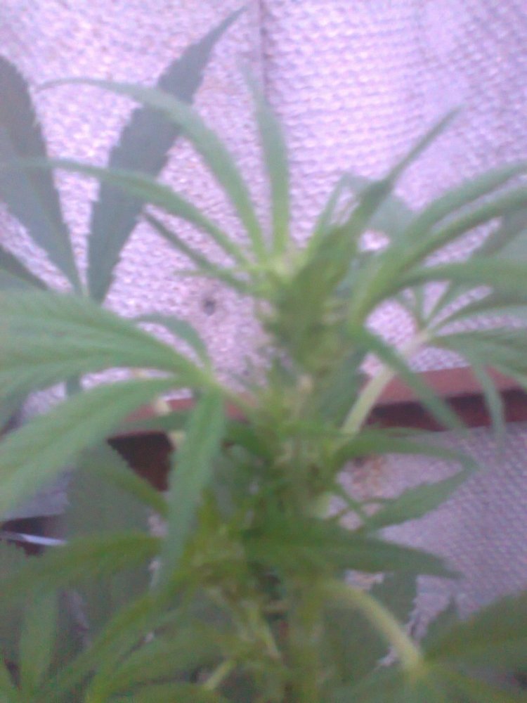 Kali_s_mystery_31_08_2021_2.thumb.jpg.e3b99ca1333e3c222736999ed8b064e4.jpg