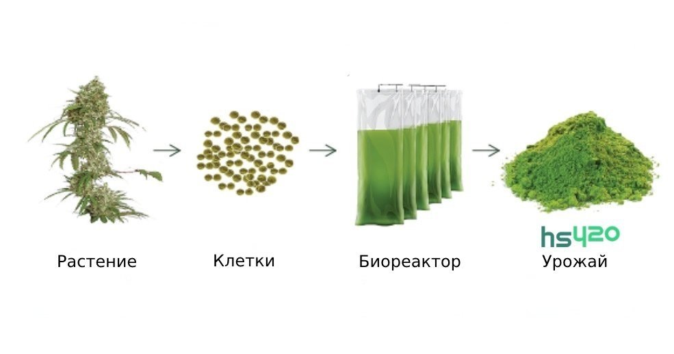 bioharvest-production-2.jpg