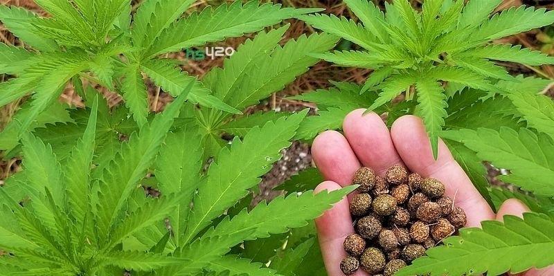 Домашние удобрения для марихуаны семена конопли купить интернет магазин