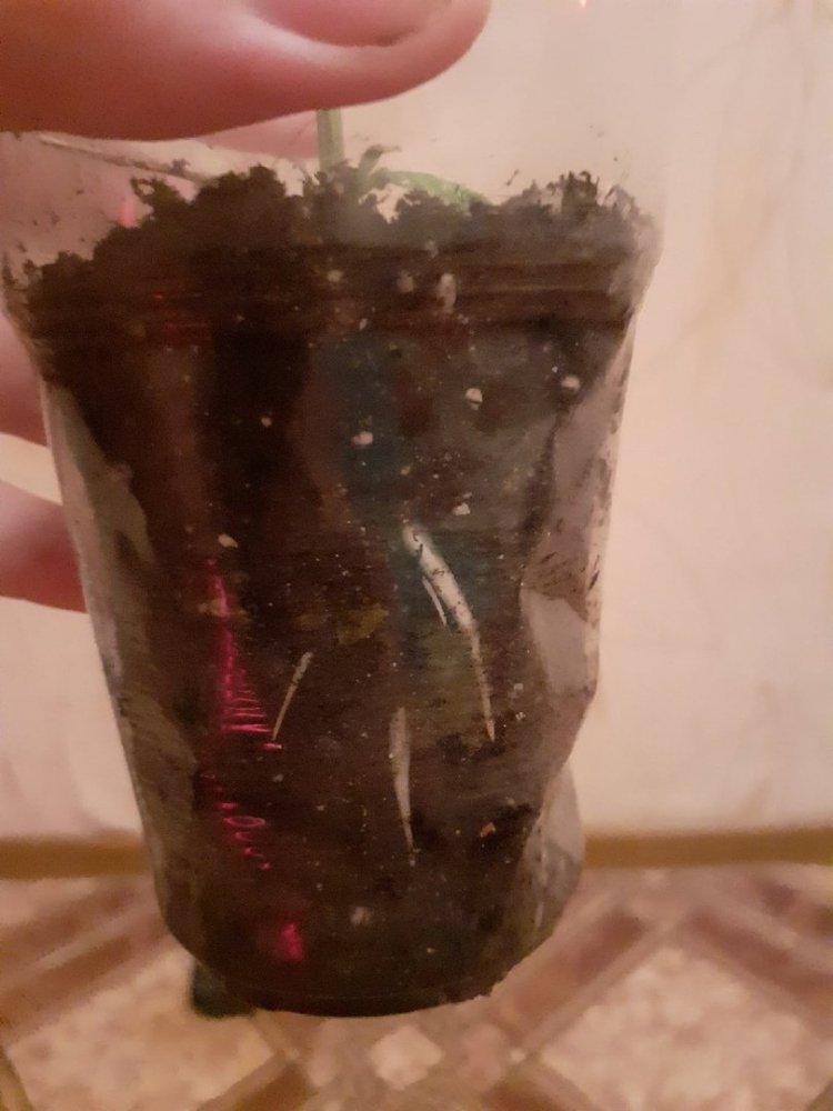 корни 2.jpg