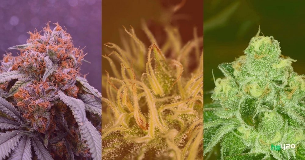 cannabis-indica-sativa-hybrid (1).jpg