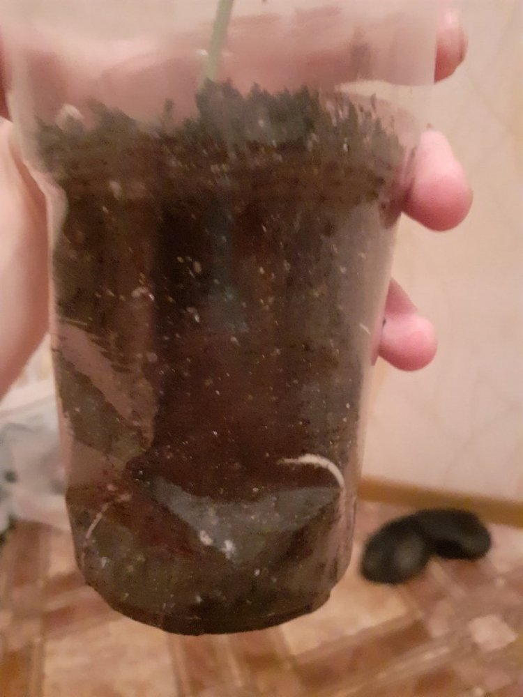 корни 1.jpg