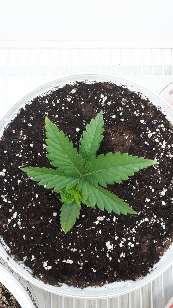 20210904_002611.thumb.jpg.f5e34dc5666b4c5a7a572c7129f48c9c.jpg