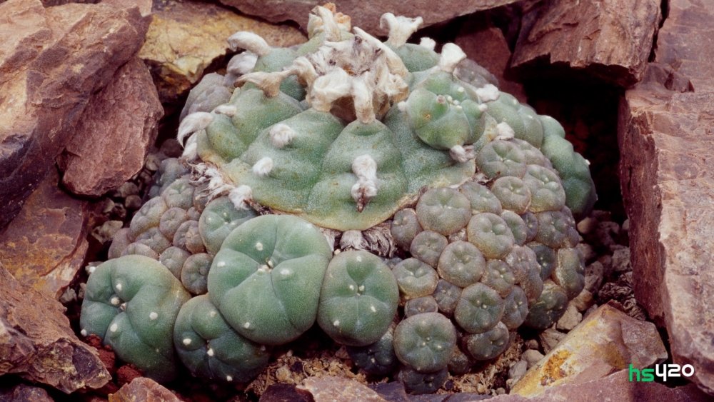 peyote (1).jpg