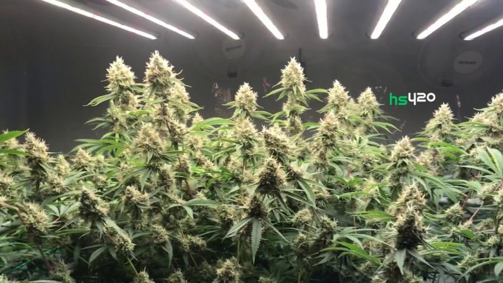 durban-poison (1).jpg