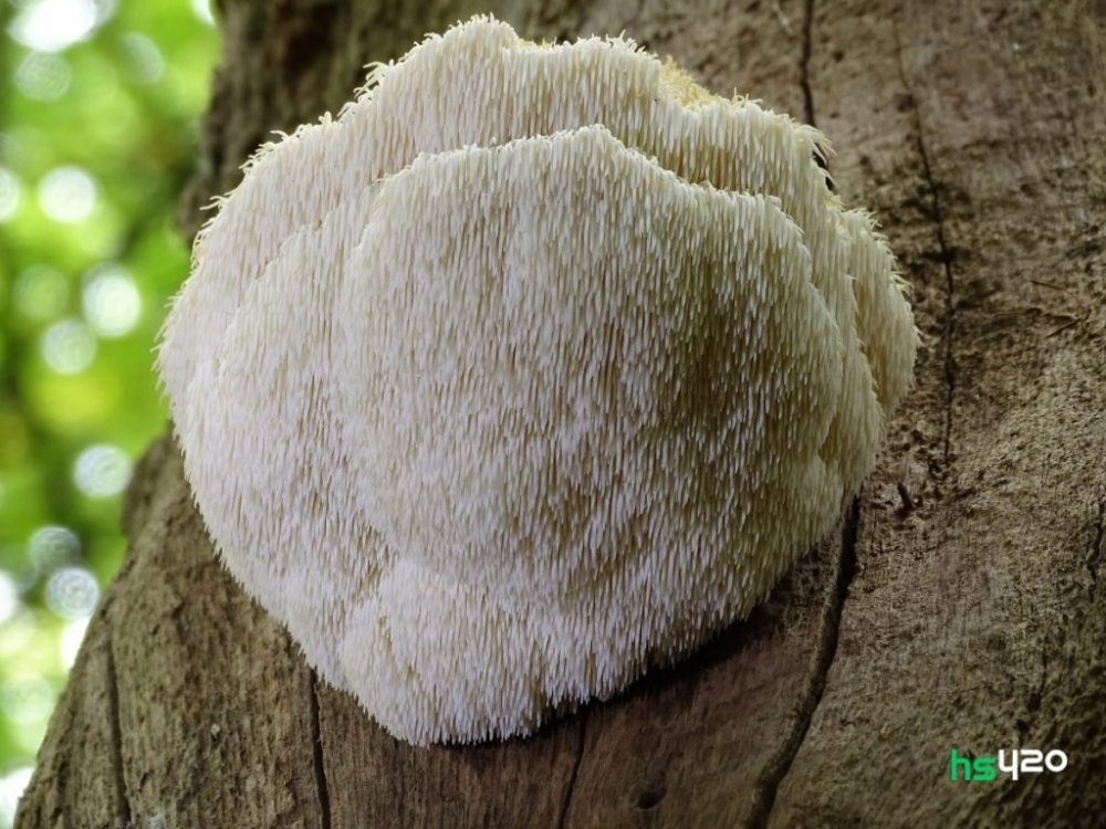 lions-mane (1).jpg