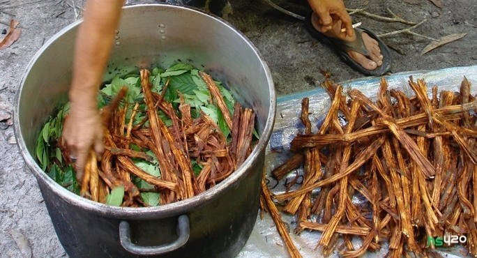 ayahuasca (1)-2.jpg