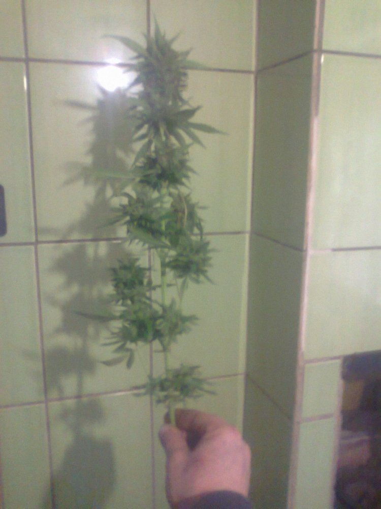 AK_47_2_09_2021_1.thumb.jpg.7af3de34ce95dcf697f171c37bb9e988.jpg