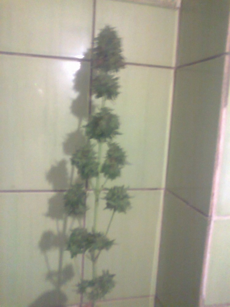 AK_47_2_09_2021_2.thumb.jpg.a498ac3b5191c2743d0ef711dc04e0dd.jpg