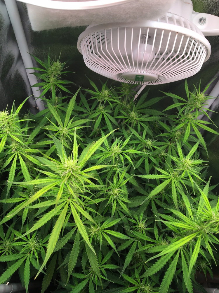 IMG_2388.thumb.JPG.f0417e1288a31171fc751dc7d64bb19b.JPG