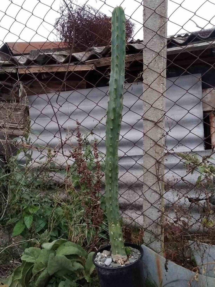 SSJ_1632240889807.jpg