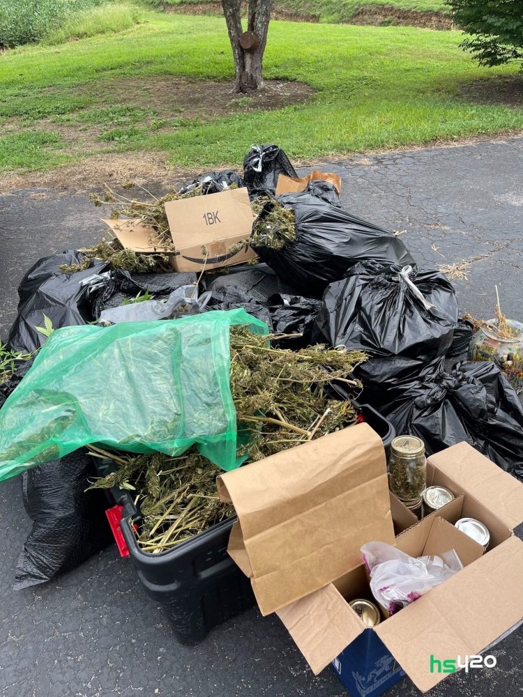 brewington-cannabis-2.jpg