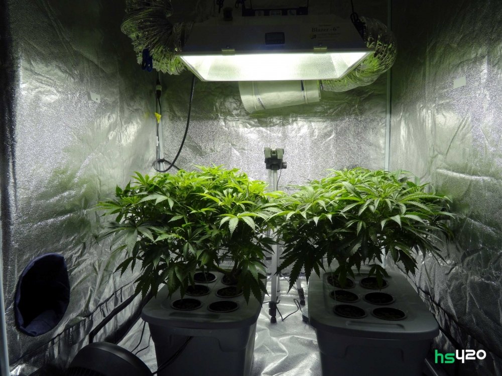 cannabis-grow-2.jpg