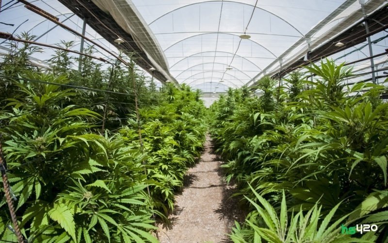 cannabis-grow-2.jpg