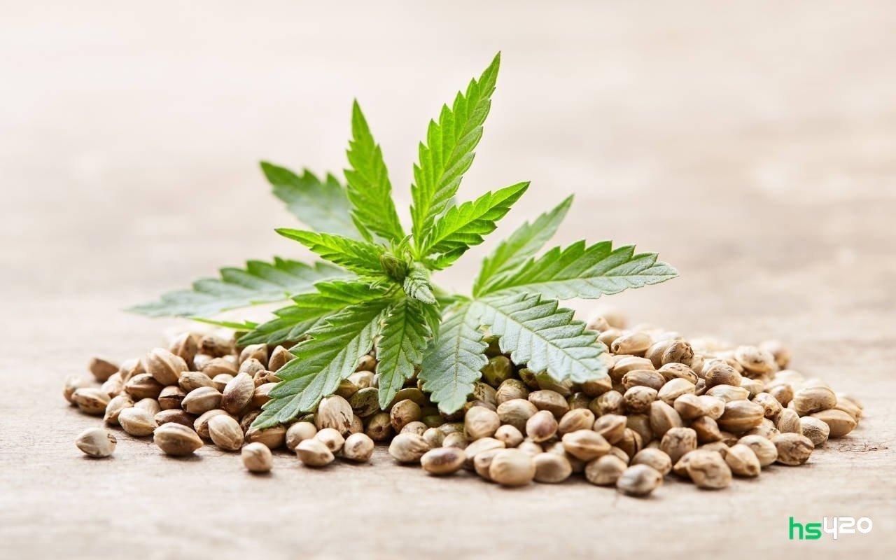 Семена конопли почтой форум легализуют ли марихуану в беларуси