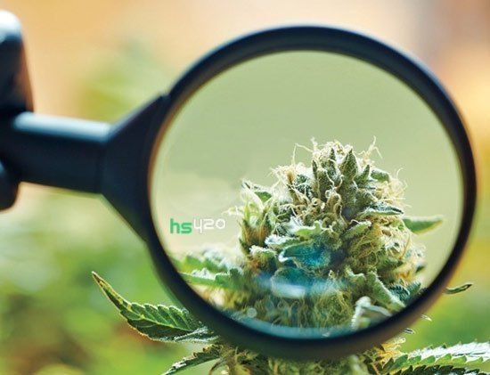 cannabis-spying-2.jpg