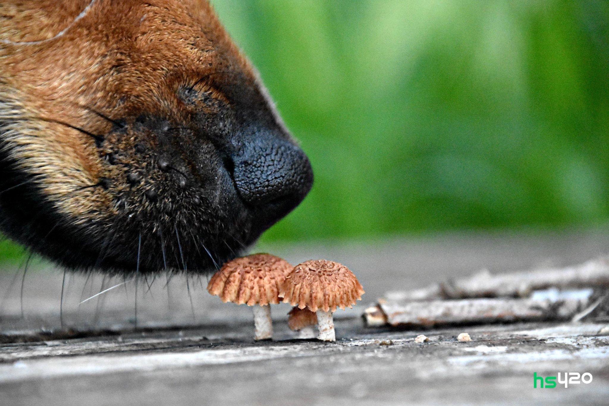 Можно собакам грибы