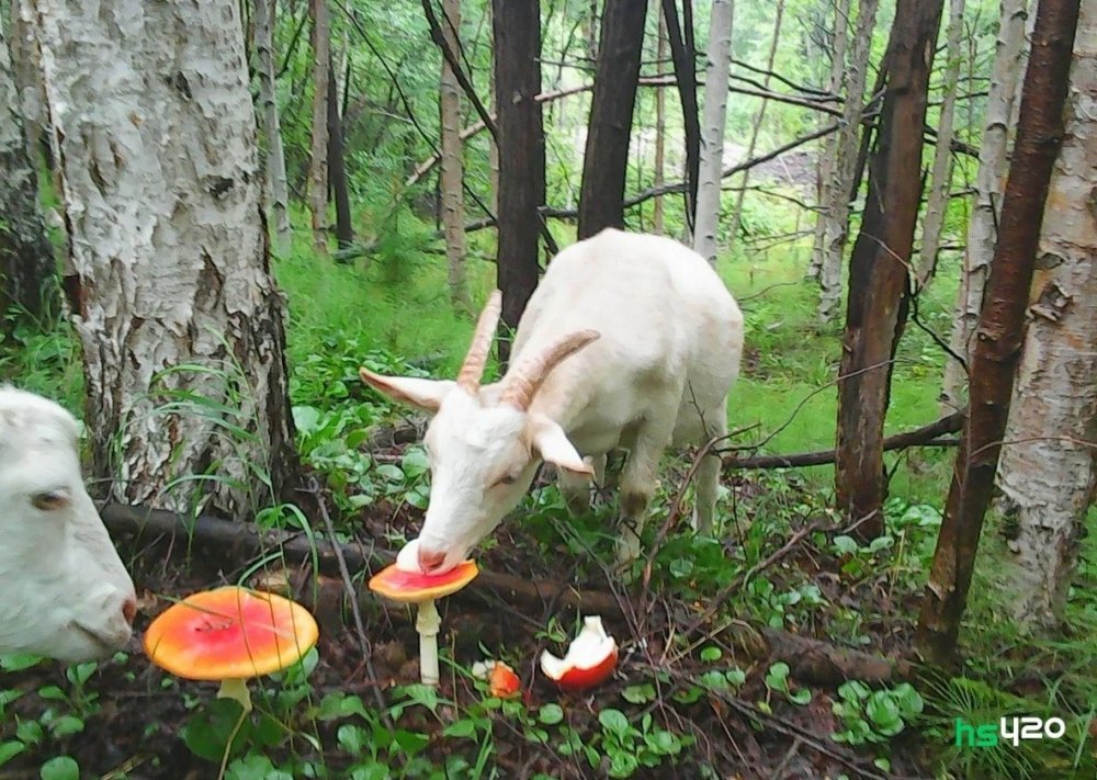 goat-muscaria-2.jpg