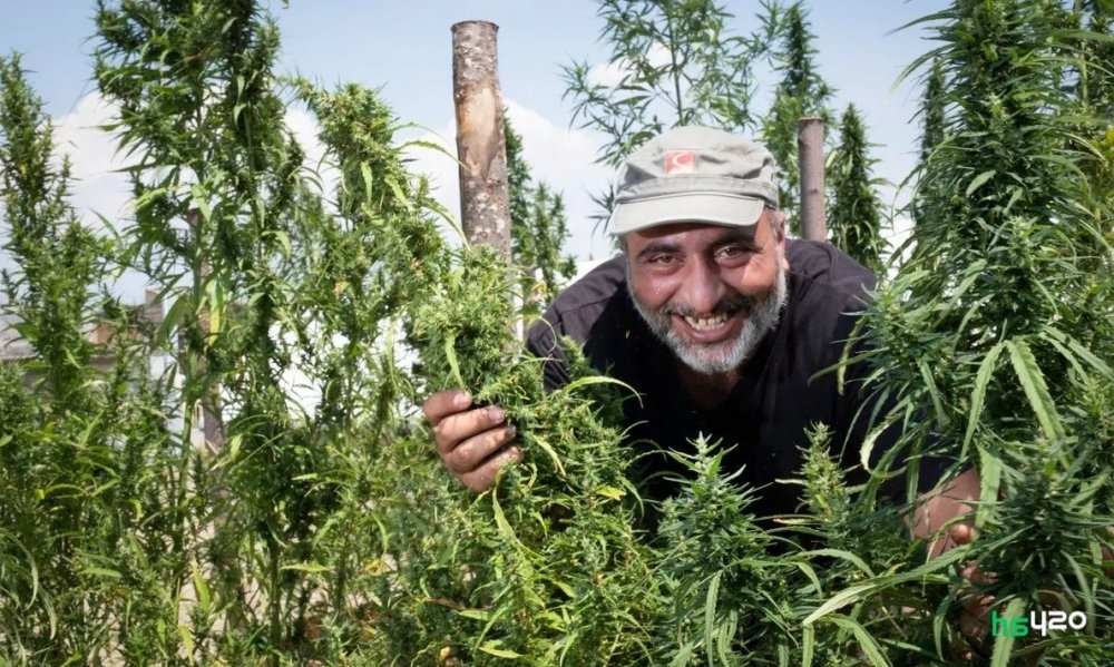 italy-cannabis-farmer-2.jpg