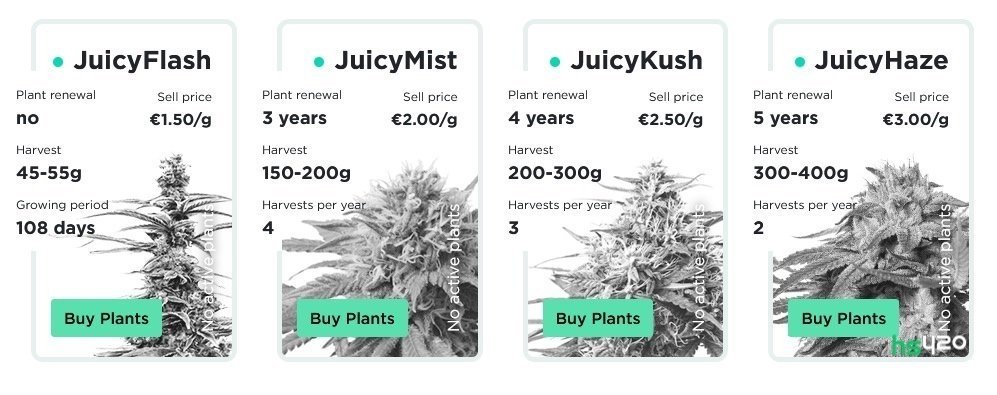 juicyfields-cannabis-strains-2.jpg