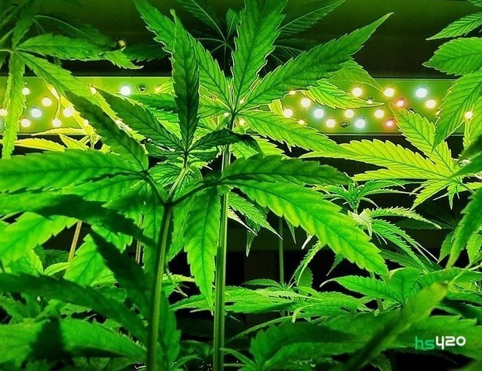 pangaev-cannabis-grow-2.jpg