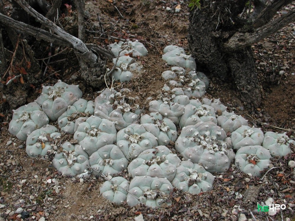 peyote-2.jpg