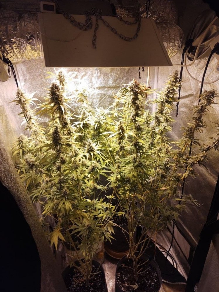photo_2021-09-02_11-25-53.thumb.jpg.8ddd6d5ba6a76f66b26319a2a0807bab.jpg