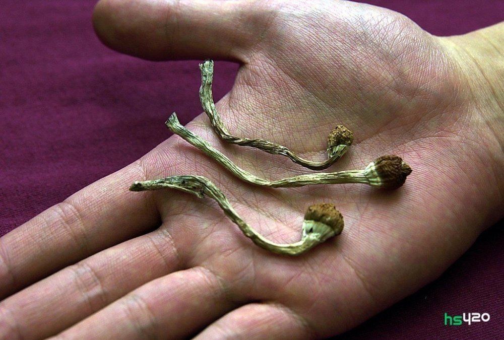 psilocybin-mushrooms-dry-2.jpg